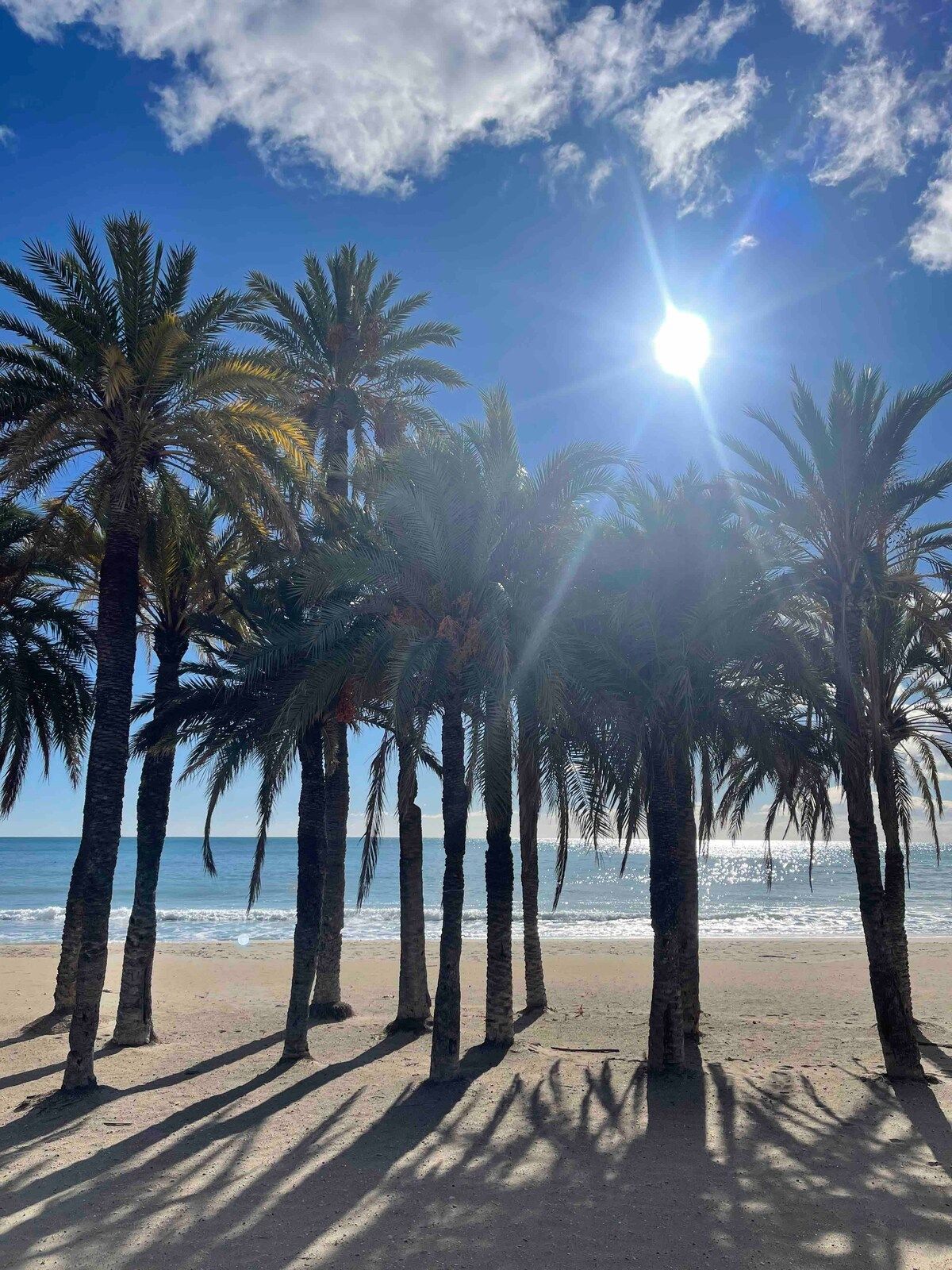 Palm trees on the beach